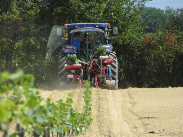 Pflanzmaschinen für Reben